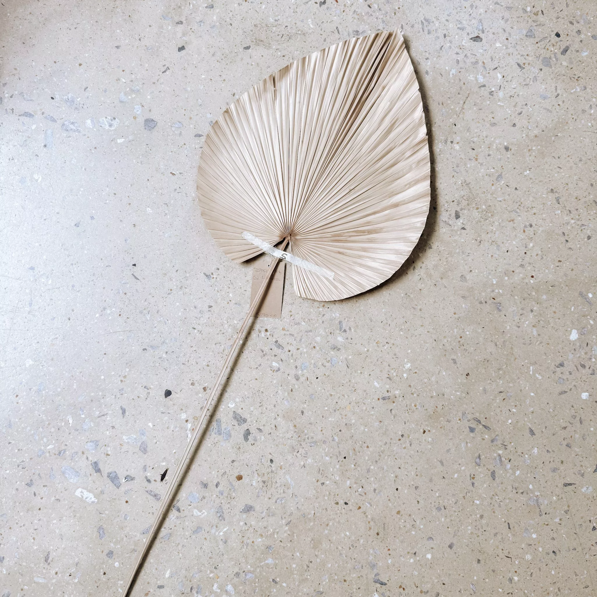 DECORATIVE DRIED LEAVES - Image 2