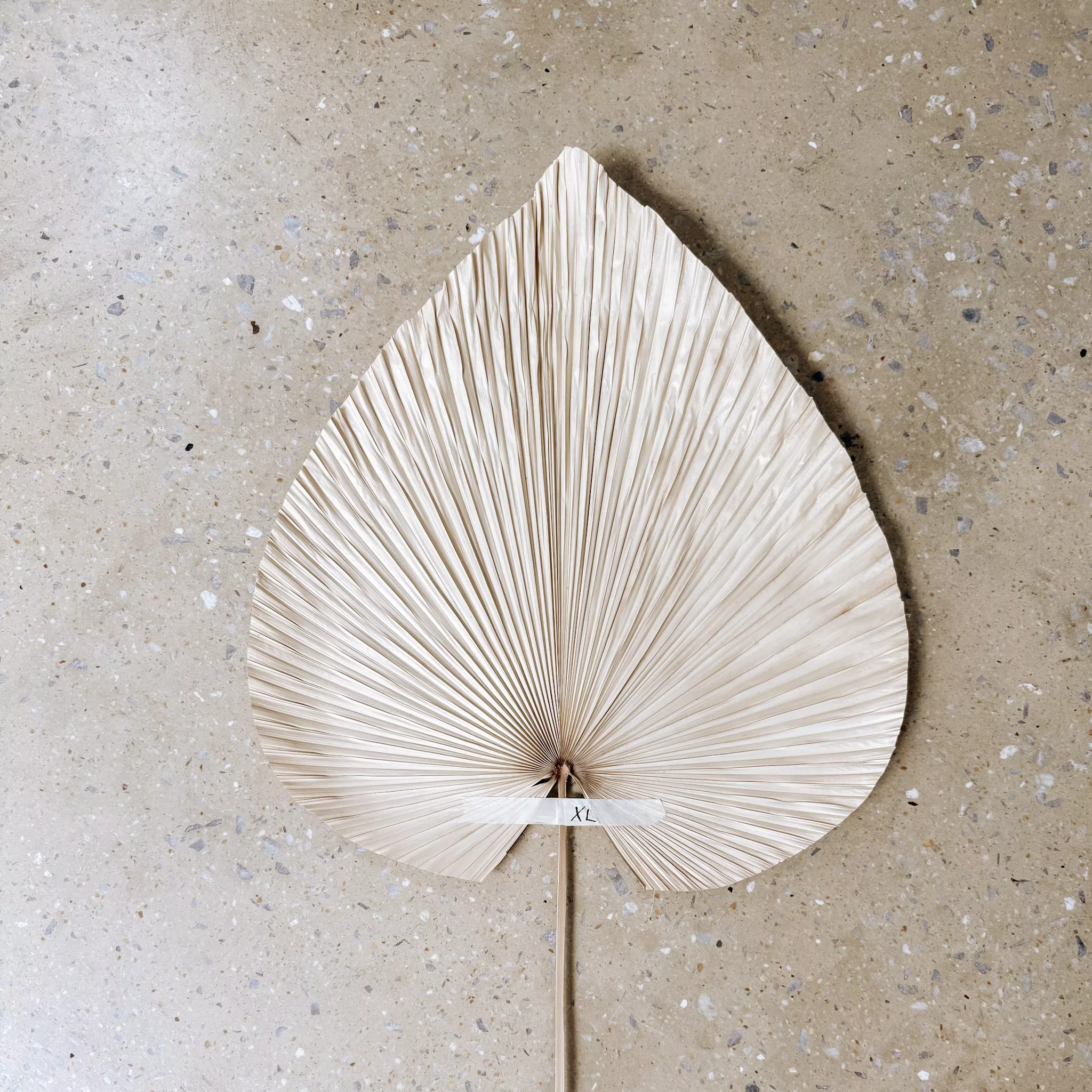 DECORATIVE DRIED LEAVES - Image 3